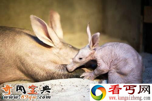 婴儿土豚:世界上最可怕的生物 像小猪的怪物