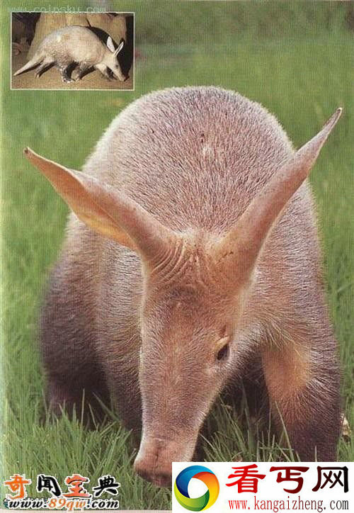 婴儿土豚:世界上最可怕的生物 像小猪的怪物
