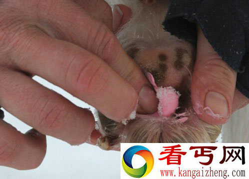 猎人捕获疑似吸血怪兽 外形像狗眼睛鲜红