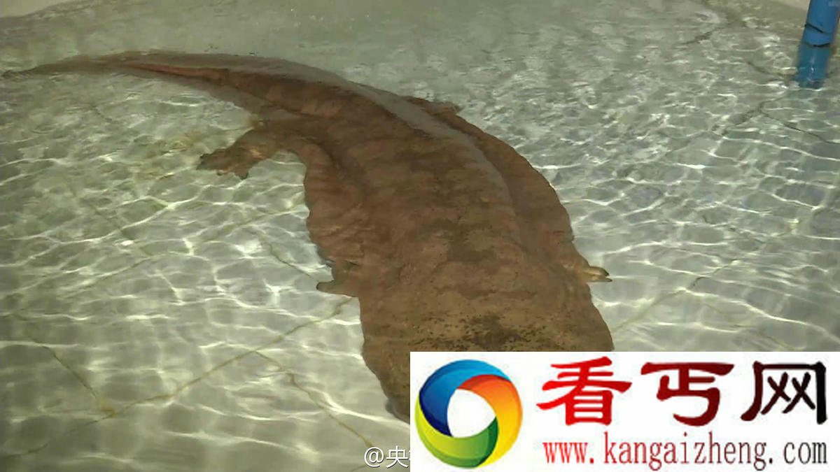 吓呆了！国内惊现长的像娃娃一样的鱼