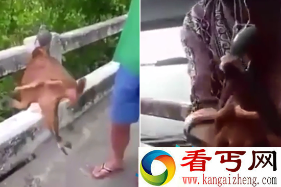 泰国渔民捕捉到怪鱼 竟然长了一双脚