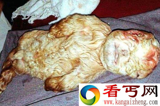马来西亚惊现人脸山羊宝宝 出生时竟然没有脐带
