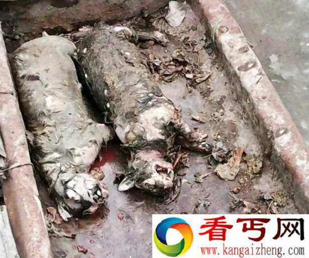 吸血怪兽视频网络走红 吸血怪兽到底是何种动物