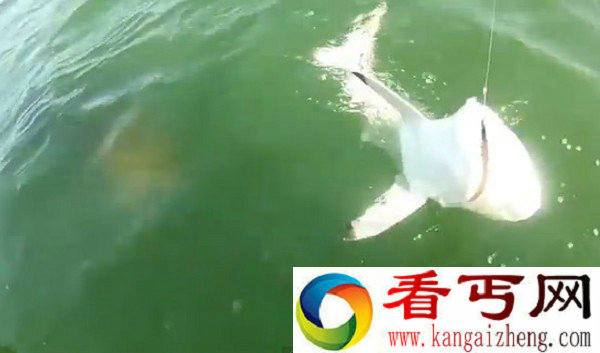 美国男子钓到鲨鱼 没主意给巨型石斑鱼吃掉了
