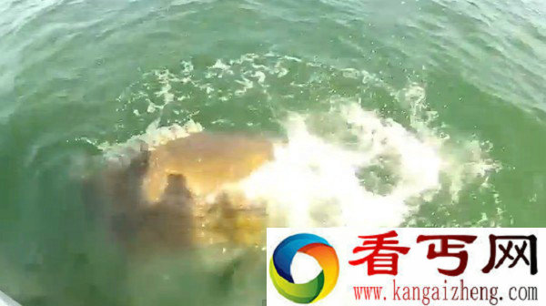 美国男子钓到鲨鱼 没主意给巨型石斑鱼吃掉了