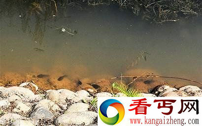 成都现巨型蝌蚪 尾巴有手指粗