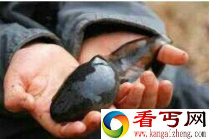 成都现巨型蝌蚪 尾巴有手指粗