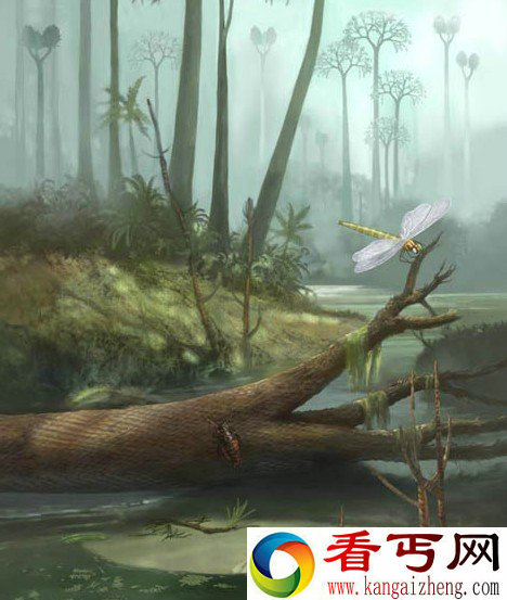 盘点十种世界体积最大的昆虫 虫体长达2.4米