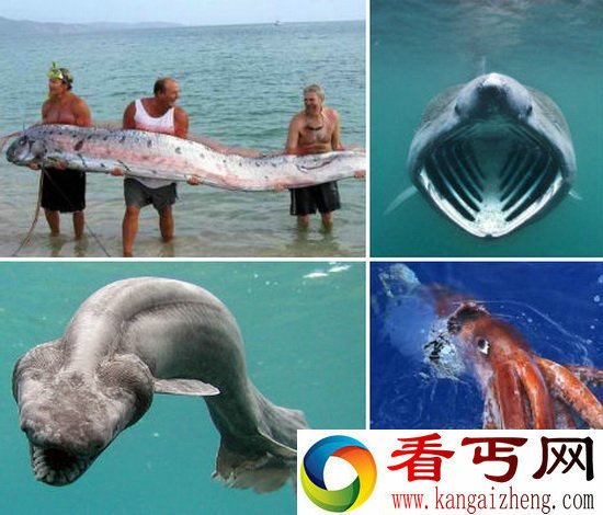 人类记忆中的四种海怪 巨型皇带鱼