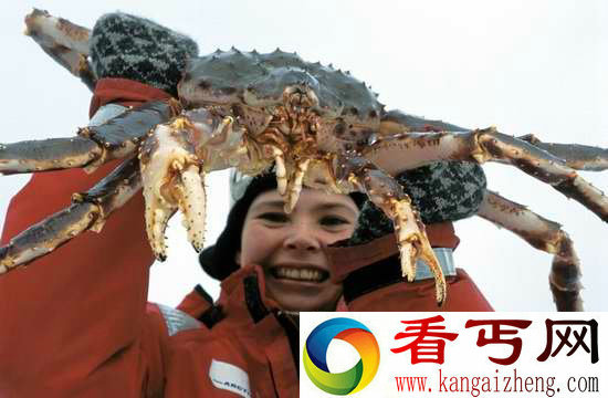 挪威巨型帝王蟹 已泛滥成灾可大饱口福