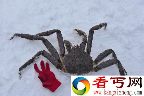 挪威巨型帝王蟹 已泛滥成灾可大饱口福