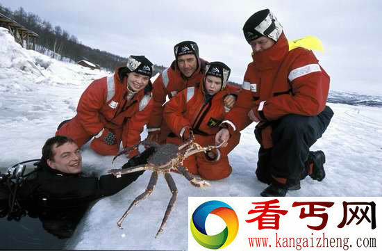 挪威巨型帝王蟹 已泛滥成灾可大饱口福