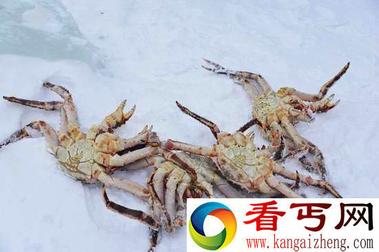 挪威巨型帝王蟹 已泛滥成灾可大饱口福
