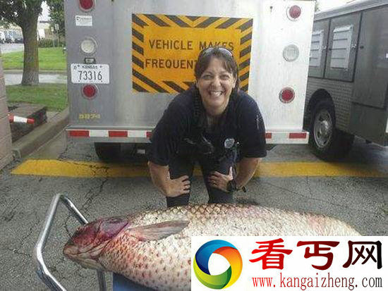 水沟惊现巨型鲤鱼 盘点动物的怪异事