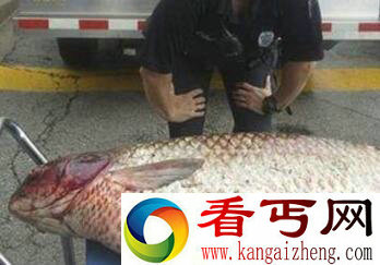 水沟惊现巨型鲤鱼 盘点动物的怪异事