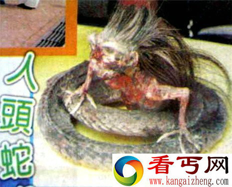 印尼现人头蛇身怪物 其背后真相骇人