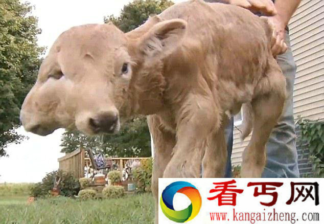 美国农场诞下罕见双面小牛 这长相太震惊了