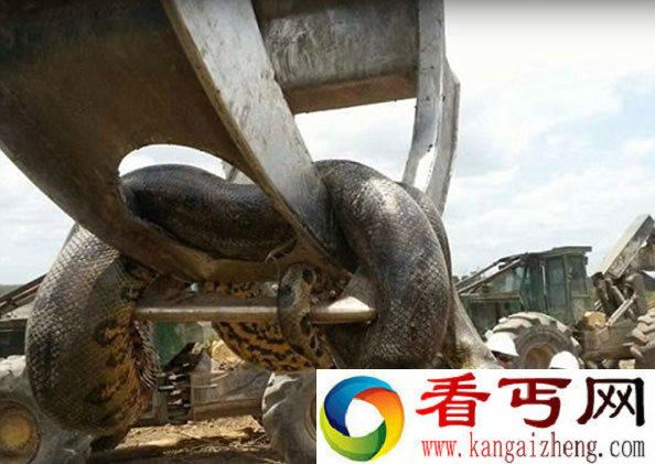 巴西一工地发现超级巨蟒 这头如此惊人