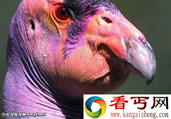 盘点世界上最丑陋动物:水滴鱼世界最丑(组图)