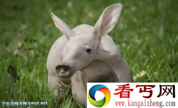 盘点世界上最丑陋动物:水滴鱼世界最丑(组图)