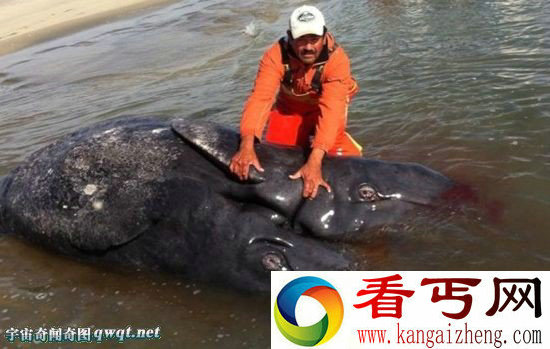 海岸惊现巨型生物尸体双头双尾 是连体双胞胎灰鲸早产导致