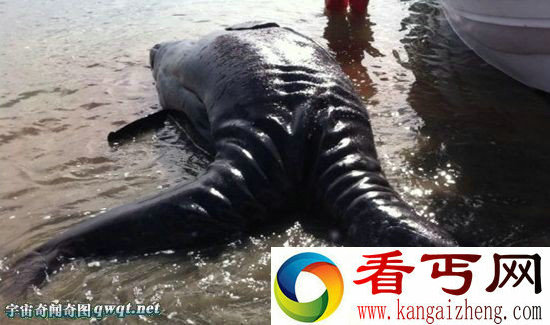 海岸惊现巨型生物尸体双头双尾 是连体双胞胎灰鲸早产导致
