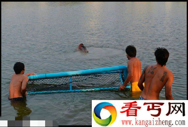 泰国4男子捕捉到460斤巨骨舌鱼创下世界纪录