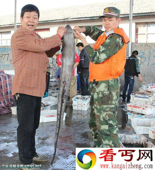 渔民捕到一米长六十岁的巨型海鳗