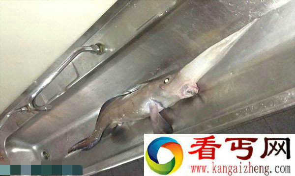 实拍加拿大1千米海底捕捞到超罕见的长鼻银鲛