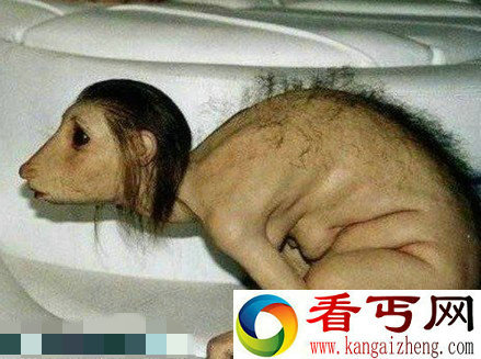 盘点疯传的千年成妖动物 巨大生灵怪物吓坏你