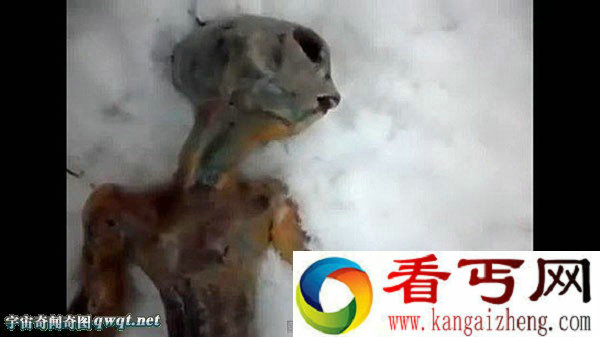 盘点世界上怪兽怪物真相九大神秘生物之谜浮出水面
