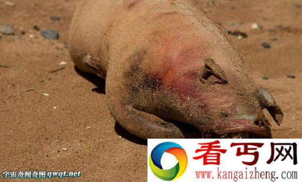 盘点世界上怪兽怪物真相九大神秘生物之谜浮出水面