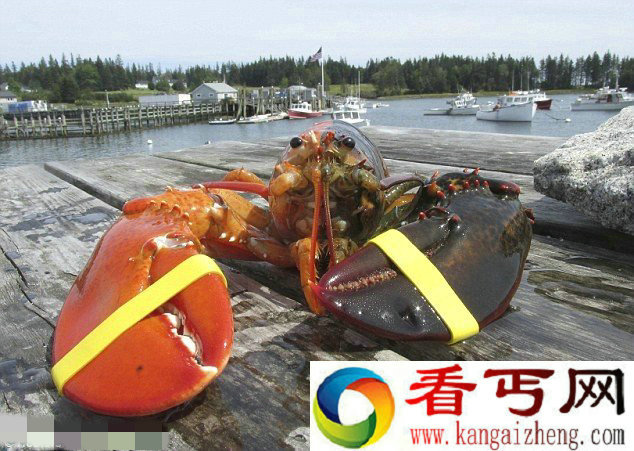 美国波特兰罕见双色龙虾 橙半棕对称分明