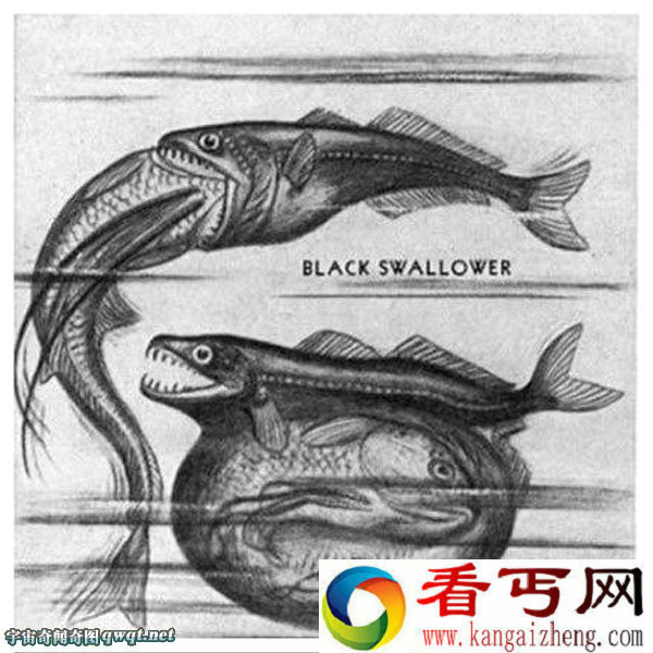 世界大肚子深海怪鱼可以吞下比自己大10倍食物