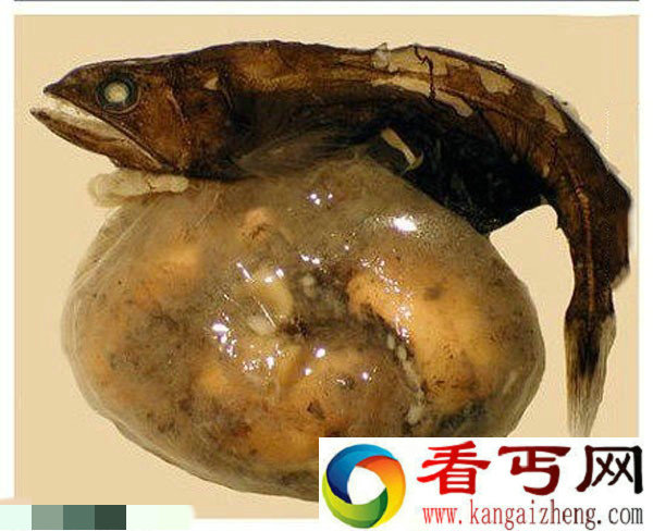 世界大肚子深海怪鱼可以吞下比自己大10倍食物