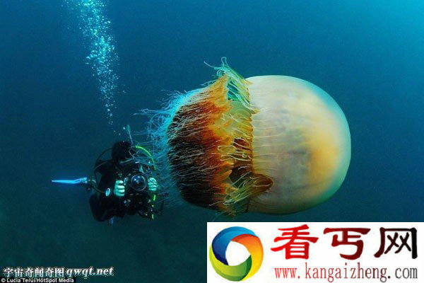 英摄影师无意潜水时拍到巨型野村水母直径2米大