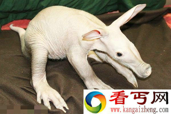 实在太丑了!婴儿土豚简直就是个僵尸宝宝