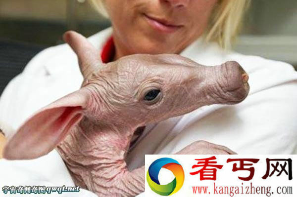实在太丑了!婴儿土豚简直就是个僵尸宝宝