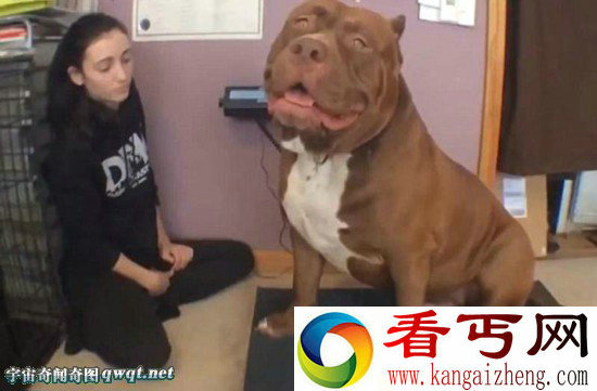 美国警犬“浩克”体重约79公斤或为世界最胖头牛犬
