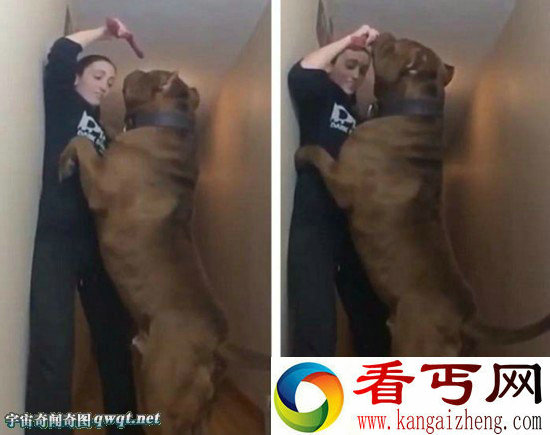 美国警犬“浩克”体重约79公斤或为世界最胖头牛犬