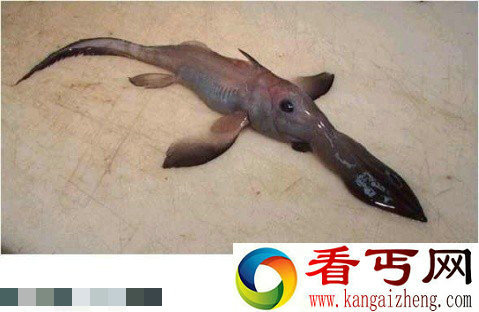 图解世界上的奇怪动物:深海怪鱼 巨型怪物