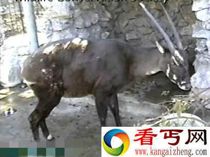 神兽:越南拍到珍稀动物亚洲麒麟
