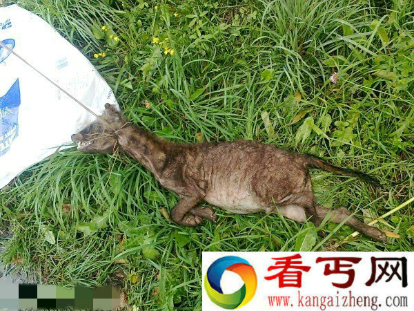白俄罗斯发现神秘未知动物 貉狗类怪物