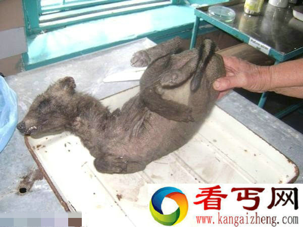 白俄罗斯发现神秘未知动物 貉狗类怪物