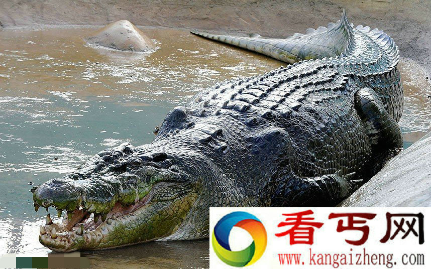 盘点自然界的庞然大物:黄貂鱼接近1200斤重
