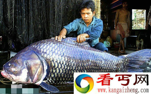 盘点自然界的庞然大物:黄貂鱼接近1200斤重