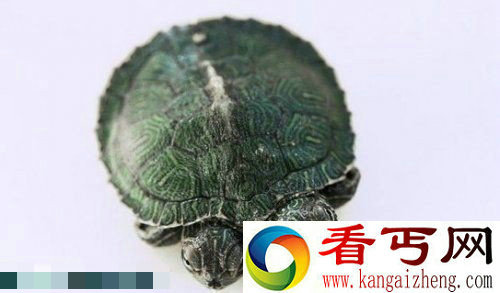 青岛教师将自家双头小乌龟晒上网 一夜爆红
