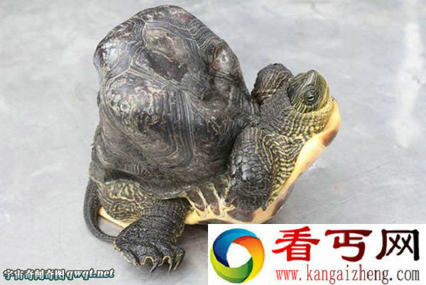 台湾云林出现畸形乌龟 畸形乌龟龟壳凸起约10公分