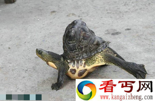 台湾云林出现畸形乌龟 畸形乌龟龟壳凸起约10公分