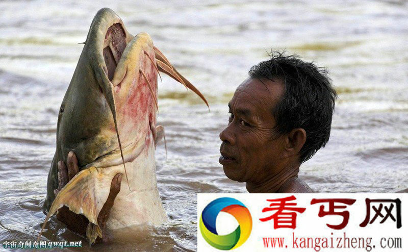 湄公河古老流域 渔民捕捉巨型鲶鱼河豚